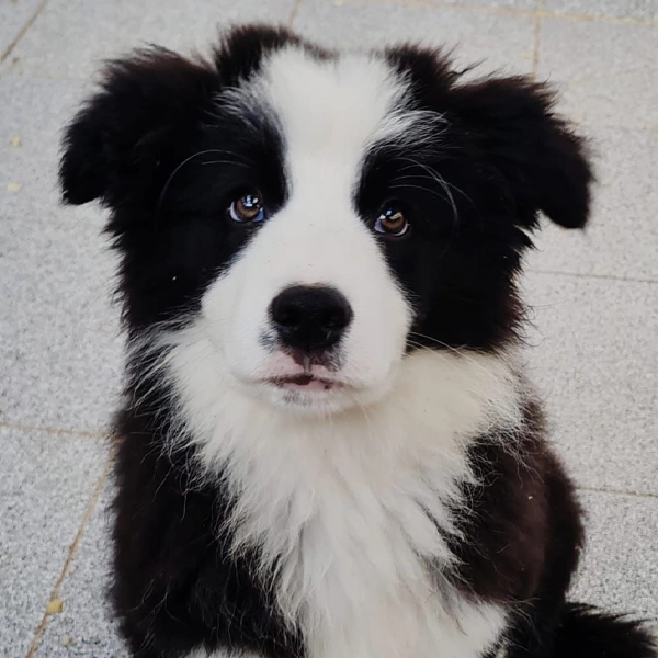 Cachorro Border Collie
