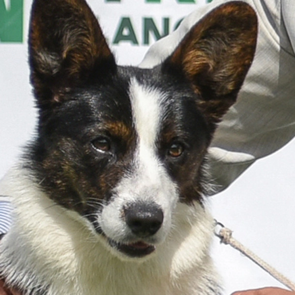 Cachorro Corgi Cardigan