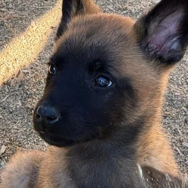 Cachorro Perrita Belga Mainois