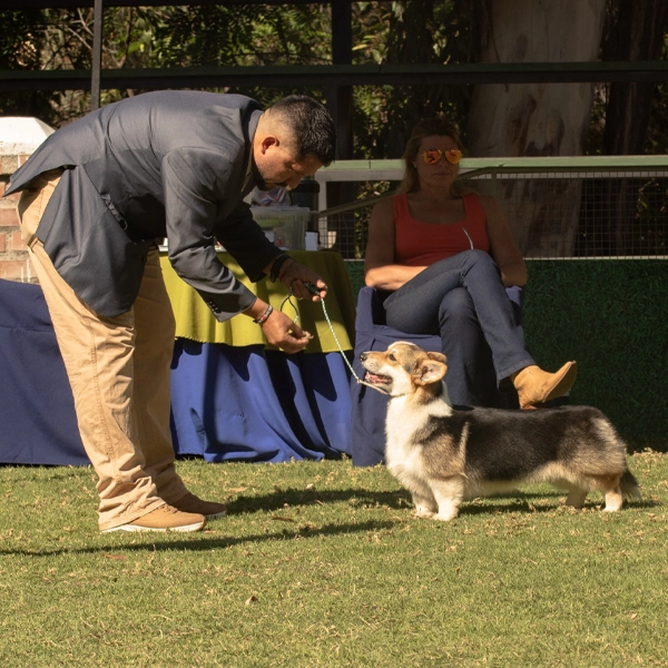 Criadero Cachorro Welsh Corgi Pembroke